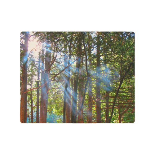 Sunlight Breaking Through the Pines Metal Print