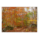 Sunlight Dappled Fall Trail at Laurel Hill Park Cards