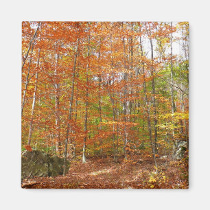 Sunlight Dappled Fall Trail at Laurel Hill Park Magnet