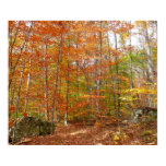 Sunlight Dappled Fall Trail at Laurel Hill Park Poster