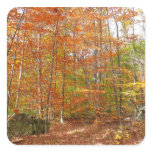 Sunlight Dappled Fall Trail at Laurel Hill Park Square Sticker