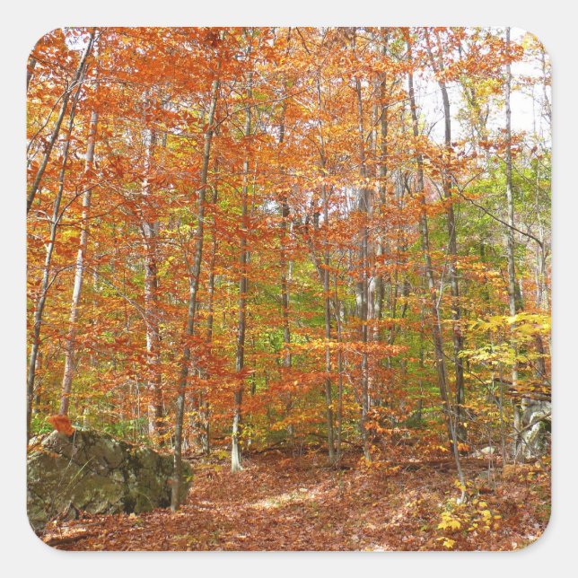 Sunlight Dappled Fall Trail at Laurel Hill Park Square Sticker (Front)