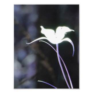 Sunlight Flower Photo Print