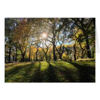 Sunlight in Central Park Cards