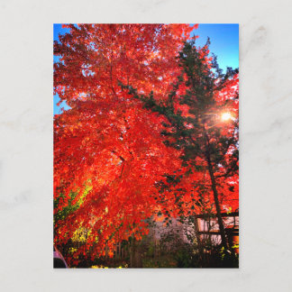 Sunlight in Fall  Postcard