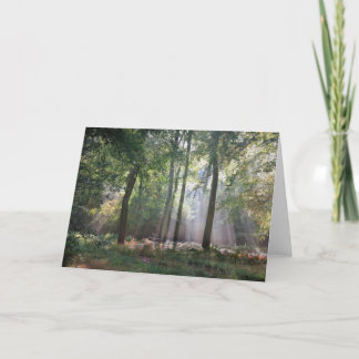 Sunlight in the Woods greeting card
