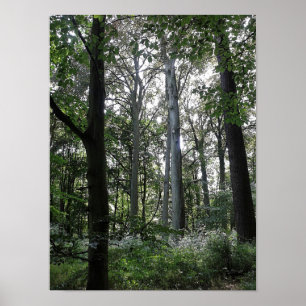 Sunlight in the Woods Poster