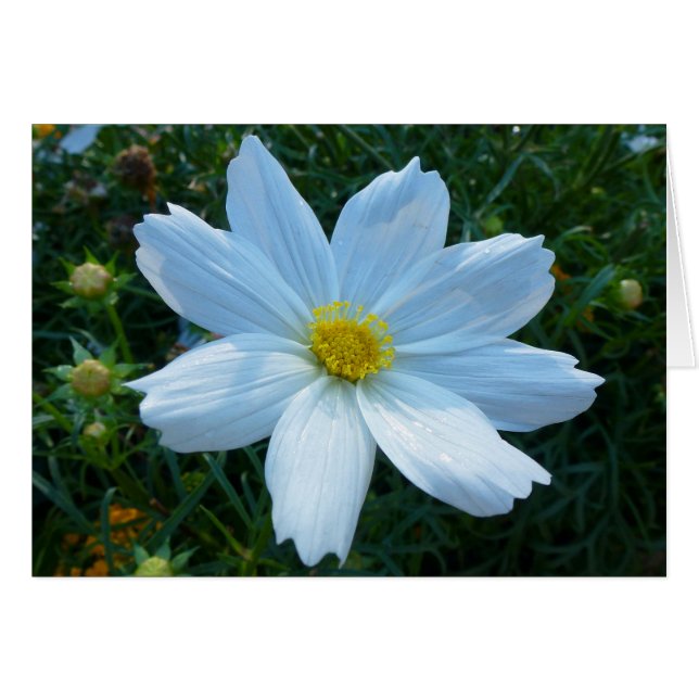 Sunlight on White Cosmos Floral (Front Horizontal)