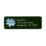Sunlight on White Cosmos Floral Label