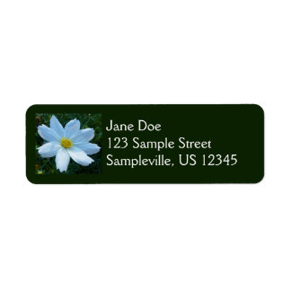 Sunlight on White Cosmos Floral Label