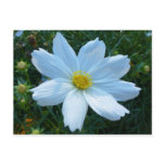 Sunlight on White Cosmos Floral Postcard