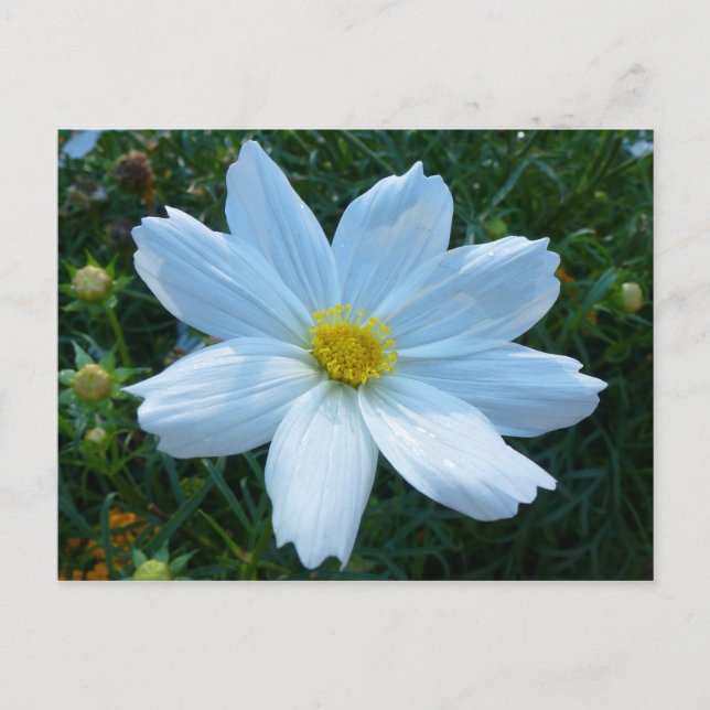 Sunlight on White Cosmos Floral Postcard (Front)