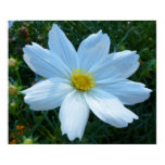 Sunlight on White Cosmos Floral Poster