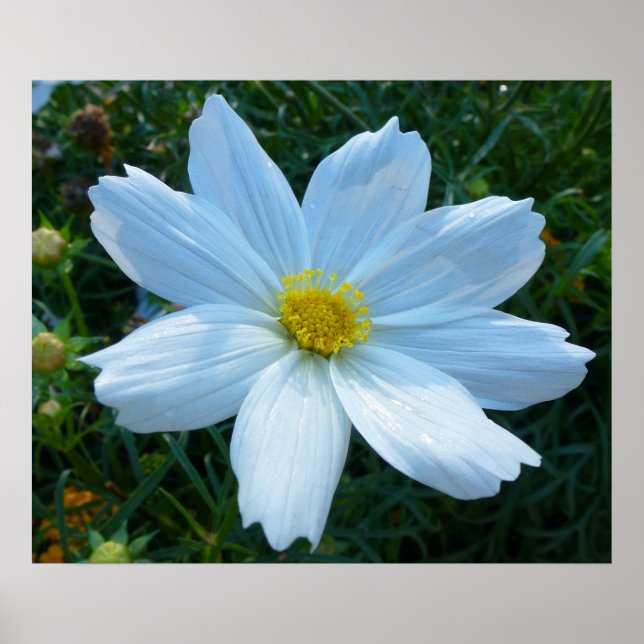 Sunlight on White Cosmos Floral Poster (Front)