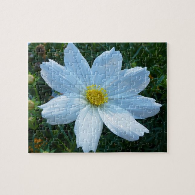 Sunlight on White Cosmos Flower Floral Jigsaw Puzzle (Horizontal)