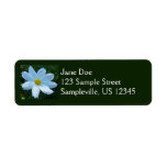 Sunlight on White Cosmos Flower Floral Label