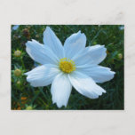 Sunlight on White Cosmos Flower Floral Postcard