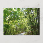 Sunlight on Wooded Path at Centennial Park Postcard