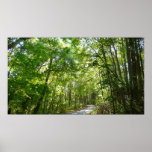 Sunlight on Wooded Path at Centennial Park Poster