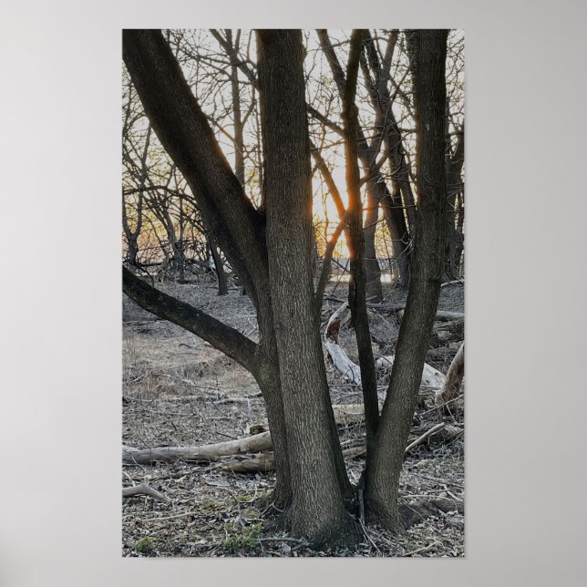 Sunlight Peeking through Trees Poster (Front)
