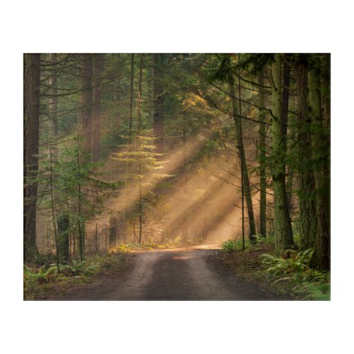 Sunlight Shining Through a Forest Acrylic Print