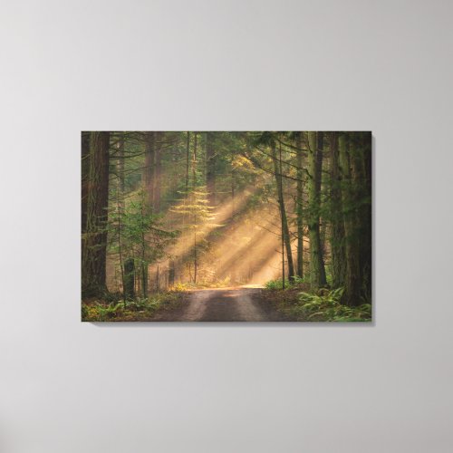 Sunlight Shining Through a Forest Canvas Print