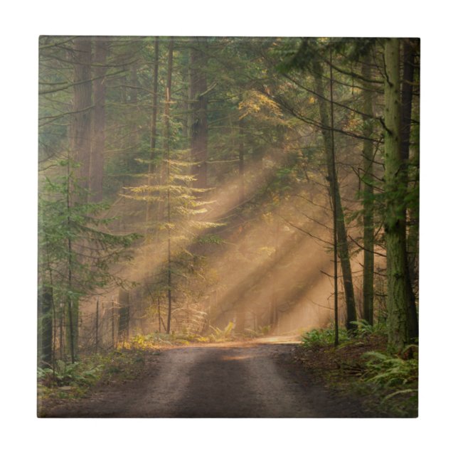 Sunlight Shining Through a Forest Ceramic Tile (Front)