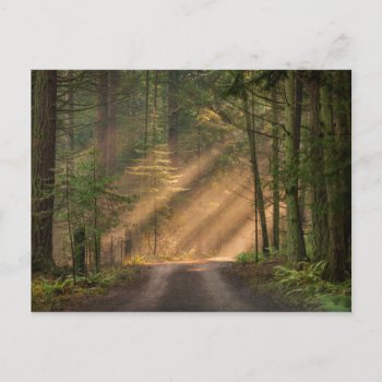 Sunlight Shining Through A Forest Postcard by intothewild at Zazzle