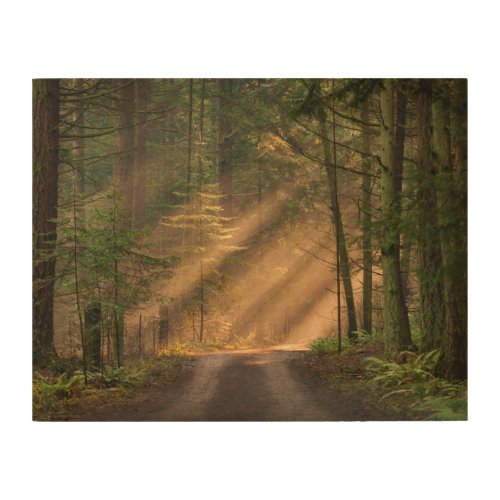Sunlight Shining Through a Forest Wood Wall Art