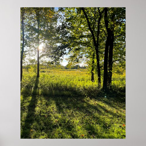 Sunlight Shining through Tree Poster