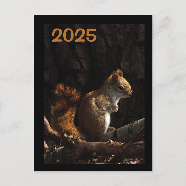 Sunlight Squirrel 2025 Calendar on Back Postcard