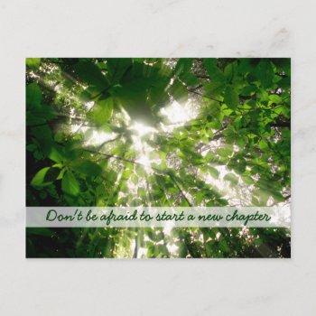 Sunlight Streaming Through Leaves Trees In Forest Postcard by BeverlyClaire at Zazzle