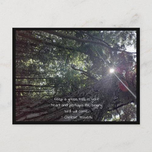 Sunlight Though a Tree Photo Art  Chinese Proverb Postcard