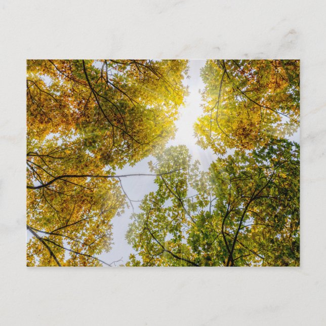 Sunlight Through Autumn Sugar Maples Postcard (Front)