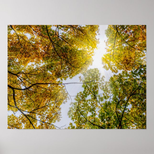Sunlight Through Autumn Sugar Maples Poster (Front)