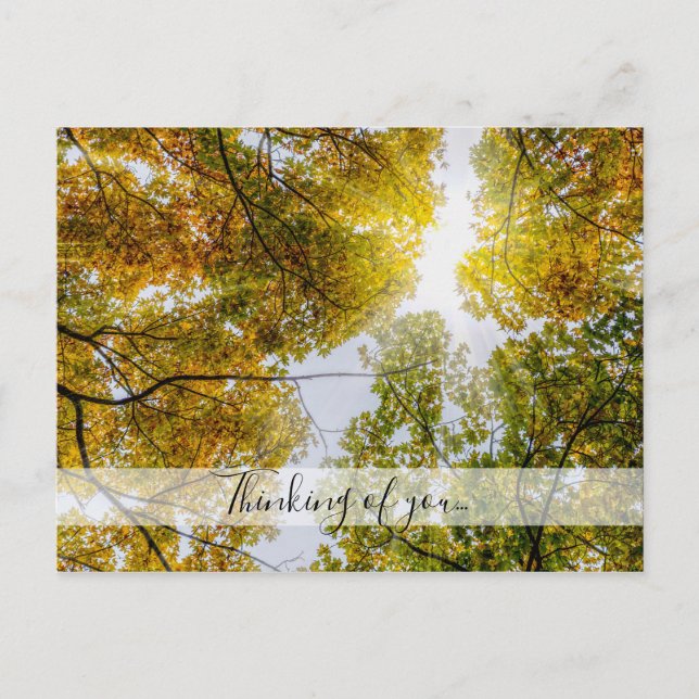 Sunlight Through Autumn Sugar Maples Thinking Of U Postcard (Front)