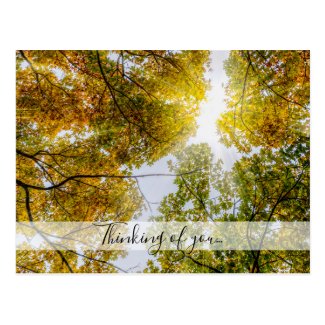Sunlight Through Autumn Sugar Maples Thinking Of U Postcard