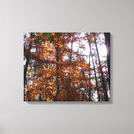 Sunlight Through Fall Tree at Greenbelt Canvas Print