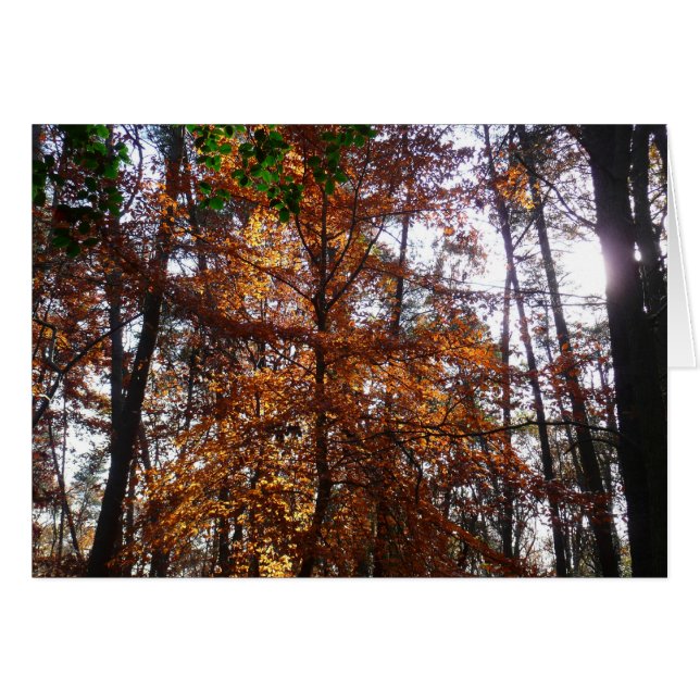 Sunlight Through Fall Tree at Greenbelt Cards (Front Horizontal)