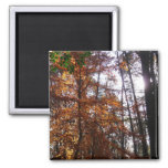 Sunlight Through Fall Tree at Greenbelt Magnet