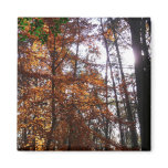 Sunlight through Fall Tree at Greenbelt Park Magnet