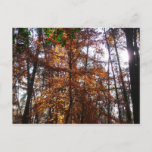 Sunlight Through Fall Tree at Greenbelt Postcard