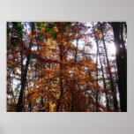 Sunlight Through Fall Tree at Greenbelt Poster