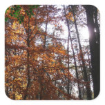 Sunlight Through Fall Tree at Greenbelt Square Sticker