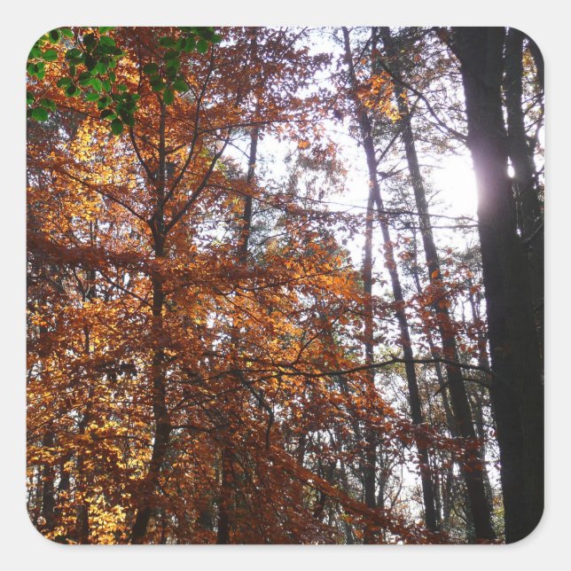 Sunlight Through Fall Tree at Greenbelt Square Sticker (Front)