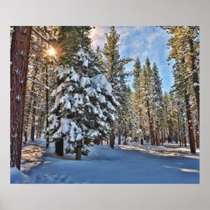 Sunlight through forest poster