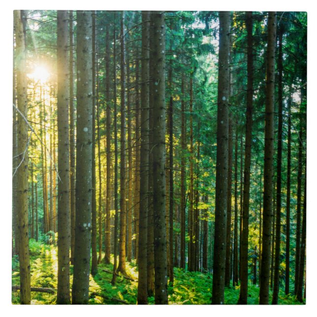 Sunlight Through Forest Trees Ceramic Tile (Front)