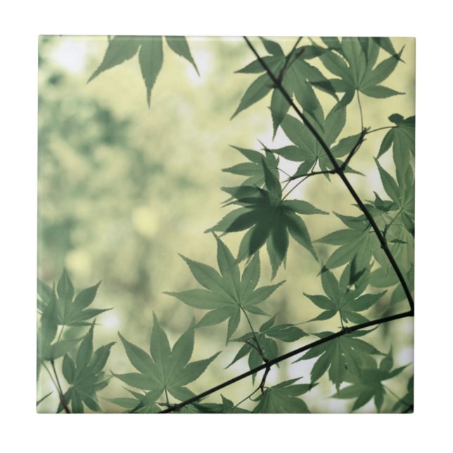 Sunlight Through Maple Leaves Ceramic Tile (Front)