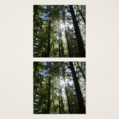Sunlight Through Pine Trees (Front & Back)