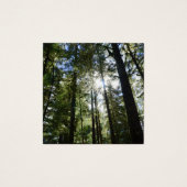 Sunlight Through Pine Trees (Front)